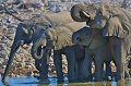 lphants au point d'eau